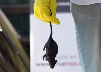 Chile registra 39 casos de hantavirus en lo que va de 2026 y un aumento de la letalidad