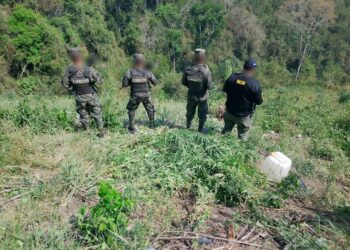 Erradican cerca de 3 mil plantas de marihuana en Olancho