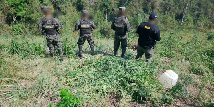 Erradican cerca de 3 mil plantas de marihuana en Olancho