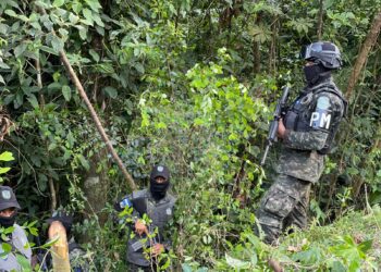 ¡Frijoles no siembran! Aseguran dos plantaciones con 16,500 arbustos de coca en Atlántida