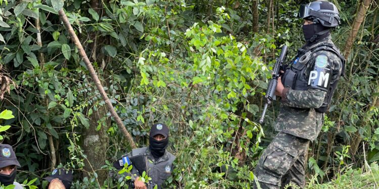 ¡Frijoles no siembran! Aseguran dos plantaciones con 16,500 arbustos de coca en Atlántida