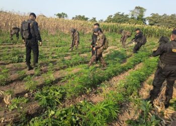 Guatemala Operativo Marihuana