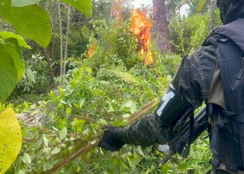 Desarrollan operativo de erradicación e incineración de cultivos de hoja de coca en Atlántida