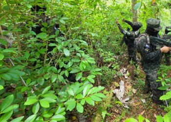 ¡La siembra no para! Localizan 20,800 arbustos de coca en Colón