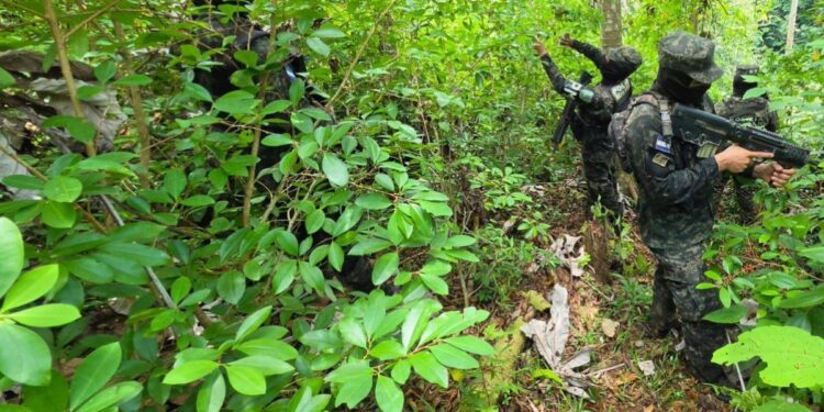 ¡La siembra no para! Localizan 20,800 arbustos de coca en Colón