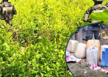 Localizan más de 16 mil plantas de coca en montaña de Yoro