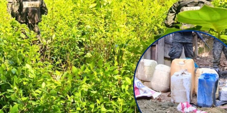 Localizan más de 16 mil plantas de coca en montaña de Yoro