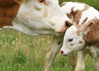 Una vaca clonada en Rusia tiene su primera cría