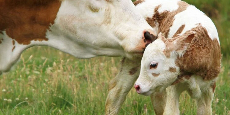 Una vaca clonada en Rusia tiene su primera cría