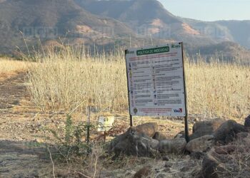 ¡El sol no da tregua! Plantaciones de okra se secan por falta de agua en la zona sur