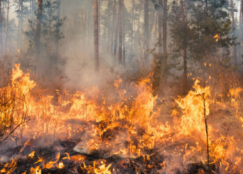 Honduras supera las 44 mil hectáreas de bosque quemadas en 2026