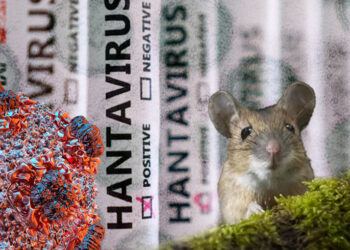 El temor por el hantavirus revive las teorías conspirativas de la pandemia de covid