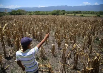 ¡Preocupante! Producción del maíz podría impactar con dos millones de quintales menos para este 2026