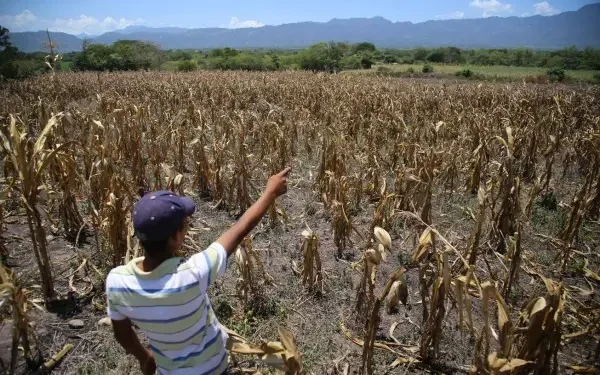¡Preocupante! Producción del maíz podría impactar con dos millones de quintales menos para este 2026