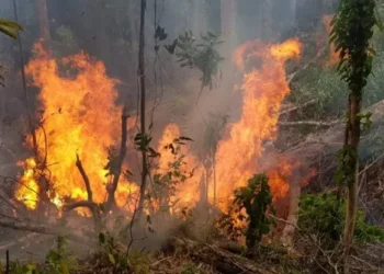 Sentencian a 10 implicados por delito contra el ambiente en la zona norte del país