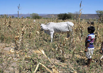 La sequía sigue golpeando Honduras: 33 municipios serán intervenidos ante amenaza alimentaria y crisis climática