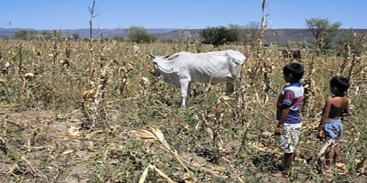 La sequía sigue golpeando Honduras: 33 municipios serán intervenidos ante amenaza alimentaria y crisis climática
