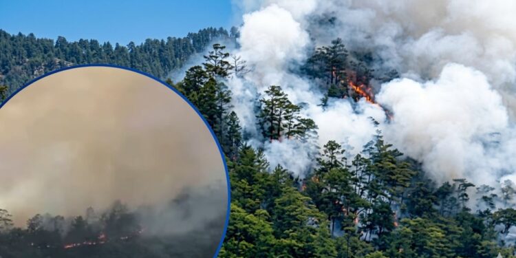 ¡Catástrofe en Celaque! Incendio forestal arrasa miles de hectáreas de flora y fauna en Lempira
