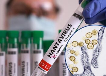 ¡Descartan mutación del hantavirus del crucero! Pertenece a la peligrosa variante Andes