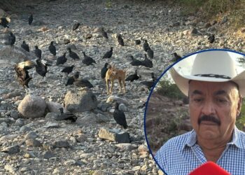 ¡Emergencia! Sequía golpea el sur provocando pérdidas de ganado y desempleo: Alcaldes lanzan “SOS” al gobierno