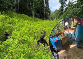 ¡Frijol y maíz no siembran! Descubren plantación de coca y narcolaboratorio en montaña de Colón
