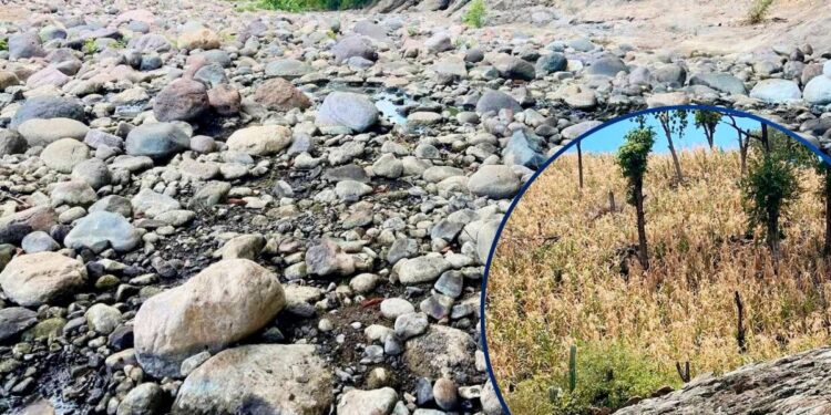 ¡La sequía golpea sin tregua! Pérdidas agropecuarias y más de 2,700 familias afectadas en Apacilagua
