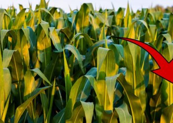 ¡Negativo! “El Niño” amenaza la producción de maíz este año; siembra disminuirá en un 25%