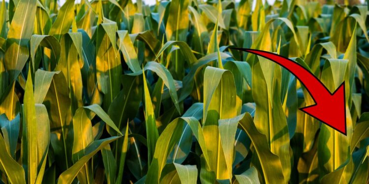 ¡Negativo! “El Niño” amenaza la producción de maíz este año; siembra disminuirá en un 25%