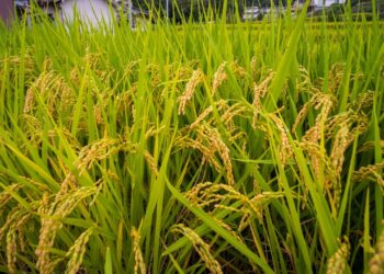 ¡Producción de arroz se desploma! El país apenas alcanzaría 300 mil quintales este año