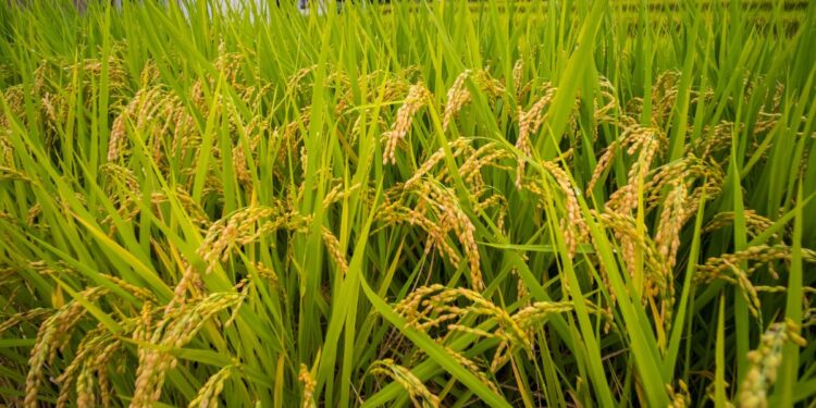 ¡Producción de arroz se desploma! El país apenas alcanzaría 300 mil quintales este año