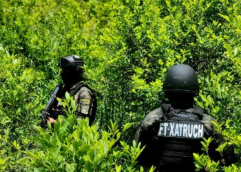 ¡Sigue el cultivo! Aseguran 7,500 arbustos de coca en Iriona, Colón