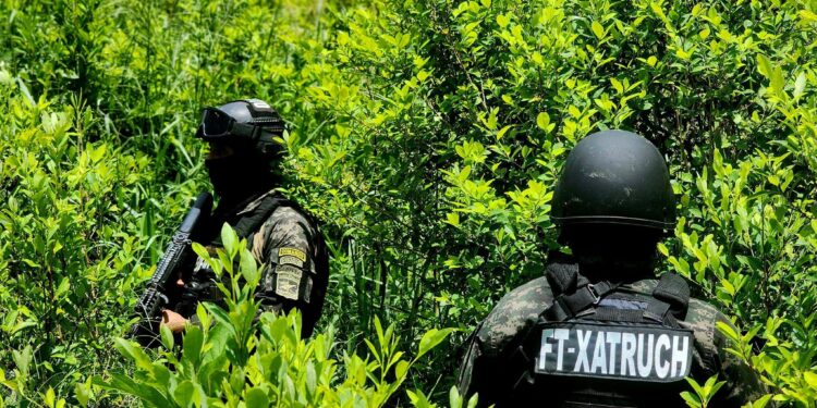 ¡Sigue el cultivo! Aseguran 7,500 arbustos de coca en Iriona, Colón