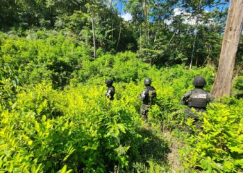 Aseguran nueva plantación de 11 mil arbustos de hoja de coca en Olanchito, Yoro