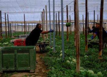 Mil hondureños viajarán a España mediante el programa de empleo temporal en el sector agrícola