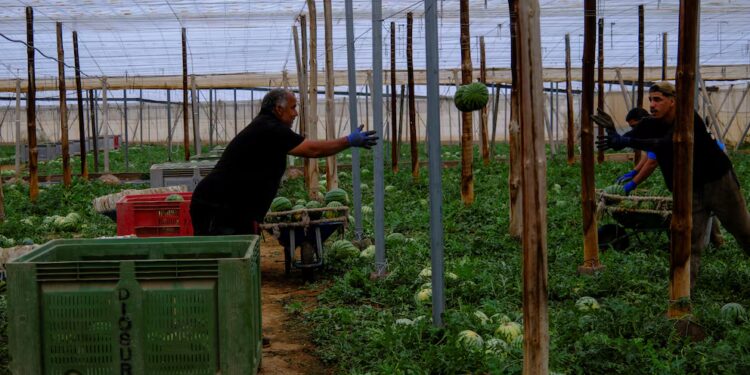 Mil hondureños viajarán a España mediante el programa de empleo temporal en el sector agrícola