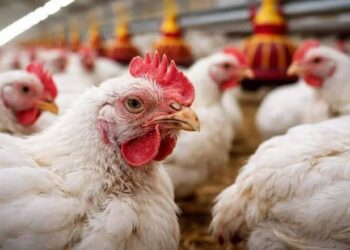 SAG asegura que la gripe aviar está bajo control y llama a evitar el pánico