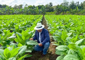 Industria tabacalera hondureña apunta a generar $500 millones en exportaciones