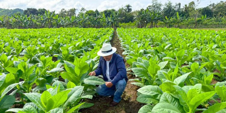 Industria tabacalera hondureña apunta a generar $500 millones en exportaciones