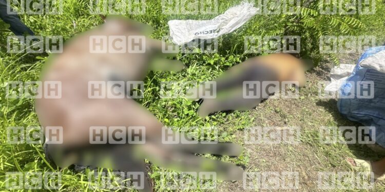 ¡Destino fatal! Hombre y su caballo mueren electrocutados tras recibir descarga eléctrica en Copán