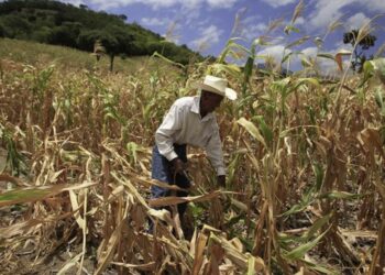 Alrededor de 1.8 millones de personas sufren por crisis alimentaria en Honduras