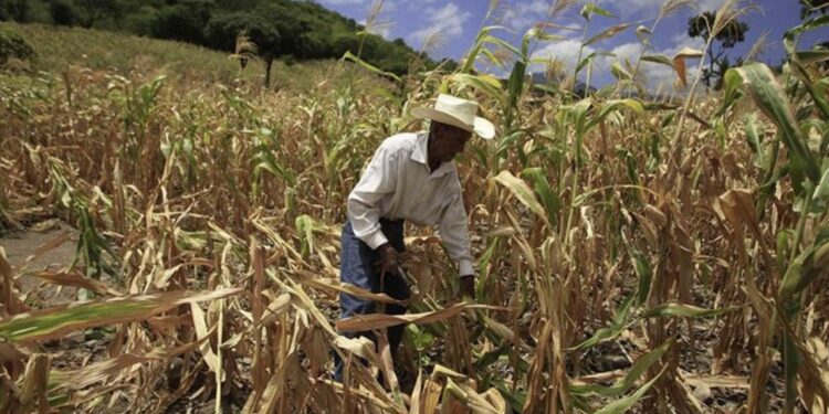 Alrededor de 1.8 millones de personas sufren por crisis alimentaria en Honduras
