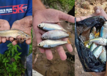 ¿Lluvias de peces en Yoro? La ciencia da explicación a este inquietante fenómeno