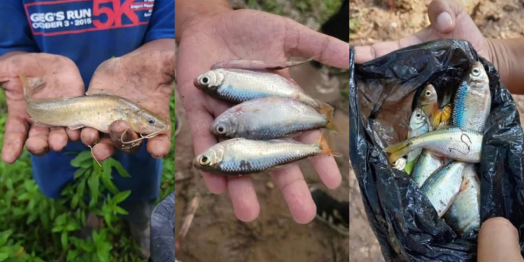 ¿Lluvias de peces en Yoro? La ciencia da explicación a este inquietante fenómeno