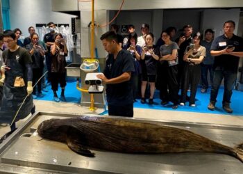 China acusa a agencias extranjeras de usar animales marinos para espionaje en sus aguas