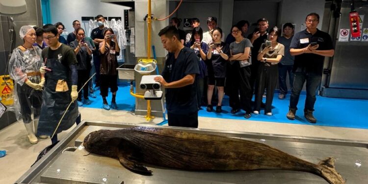 China acusa a agencias extranjeras de usar animales marinos para espionaje en sus aguas