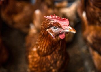 Honduras: Autoridades sacrifican aves en granja para contener brote de gripe aviar