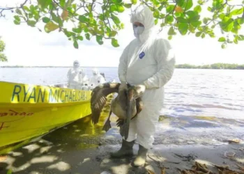 Senasa mantiene vigilancia en el occidente de Honduras tras detectar brote de influenza aviar en aves silvestres