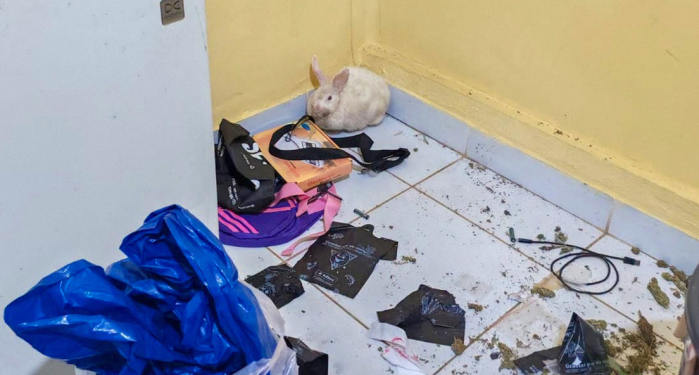 Encuentran a una coneja ‘drogada’ durante un allanamiento en Bolivia