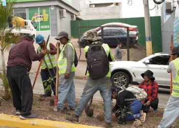 AMDC promueve una ciudad más verde con jornada de arborización en el bulevar Suyapa
