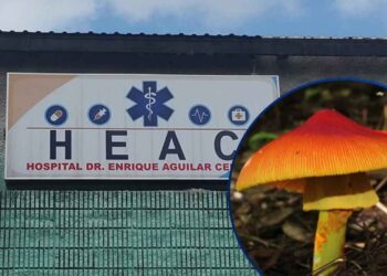¡Alarma en Intibucá! Al menos 10 personas intoxicadas tras consumir hongos venenosos
